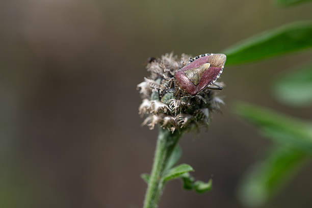 punaise des champs en nature